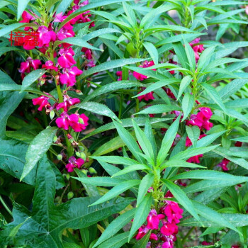 鳳仙花種子 別名 指甲花種子 鳳仙透骨草 一年生草花 民間常用其花及