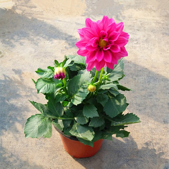 园艺花卉盆栽绿植小丽花大丽花盆栽花苗植物盆栽不含盆 小丽花粉红色