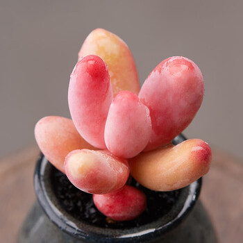 红手指多头群生多肉植物盆栽肉肉新手植物办公室创意花卉绿植红手指单