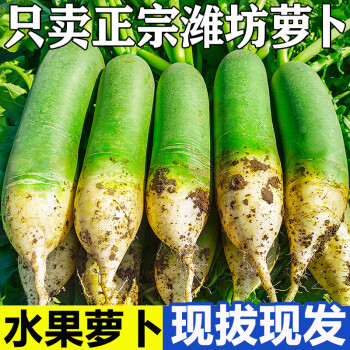 鮮來拉山東濰坊青蘿蔔甜脆水果型濰縣沙窩蘿蔔新鮮青蘿蔔特產生吃正宗