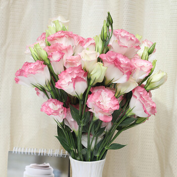 云南昆明基地直发龙胆花礼品花束日常家庭办公室插花 粉边洋桔梗400克