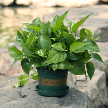 奇花异草 绿萝盆栽室内植物花卉绿植水培长藤垂吊大叶绿箩新房家用