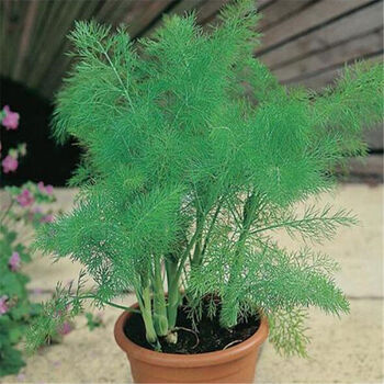 颜集卉割茬小茴香种子阳台盆栽香料蔬菜种子庭院四季播茴香菜籽多年生