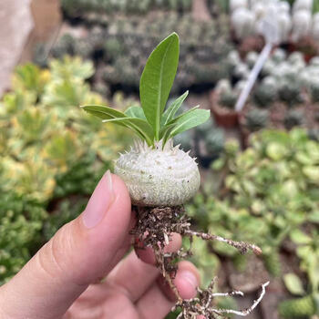 伊潋眸惠比大黑仙人球盆栽进口多肉植物块根室内花卉开花仙人掌科稀有