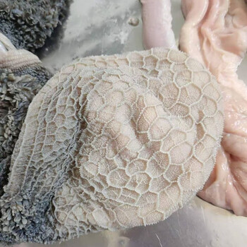 新鲜羊肚生羊肚山羊羊肚毛肚2斤纯手工肚包肉高品质网红