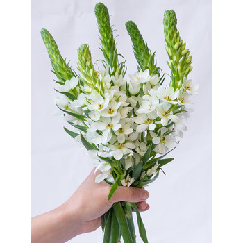 澳颜莱圣心百合鲜花雀梅花云南基地直发鲜切花材室内水养真花长花期