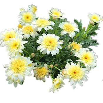 玛格丽特花苗大花糖果玛植物盆栽花卉 柠檬黄 含盆