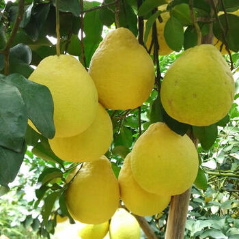 正宗嫁接柚子树苖红心蜜柚沙田柚南方北方种植特大当年结果柚子苖