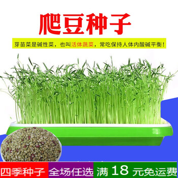 红油香椿种籽2018年新产香椿种香椿芽树香椿芽苗菜种子水培芽苗菜 爬