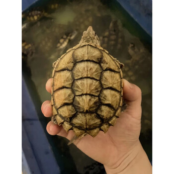 北美小鳄龟苗活物宠物龟观赏龟杂佛食肉龟水龟外塘凶猛小乌龟活体