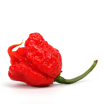 龙息辣椒卡罗莱纳死神辣椒carolinareaper超辣变态辣预售1g北方入冬了