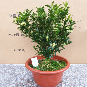 植物雀舌黄杨皱皮小叶黄杨苗高档造型名贵盆景树苗盆栽室内常青 小叶