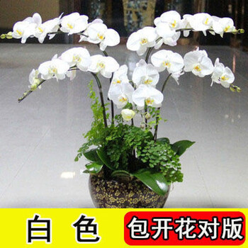 胡蝶兰花蝴蝶兰花苗盆栽带花苞带花剑兰花大苗客厅室内植物花卉四季白色 大花带花剑 带盆栽好 图片价格品牌报价 京东