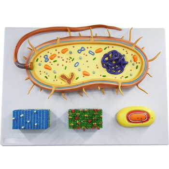 简单易做的生物教具图片