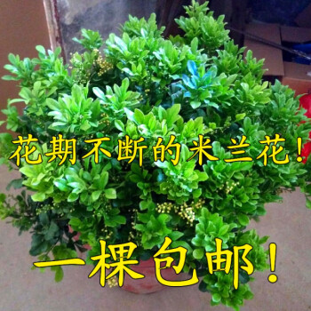 米兰花盆栽苗植物室内香味四季开花驱蚊绿植香花盆景客厅卧室带花 4年苗(带花苞) 不含盆