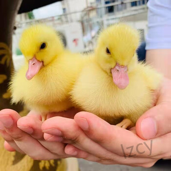 琉滋 鸭子活体柯尔鸭宠物鸭活物网红柯尔鸭幼崽小黄鸭子活苗观赏旱鸭