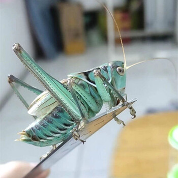 活鸣翡翠蝈蝈大肚子冬蝈蝈山青蝈蝈铁皮新脱蝈蝈 普通海蓝蝈蝈一只