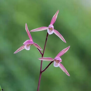 细叶寒兰兰花 雪中红 紫燕 国红 端妍 室内阳台客厅高档兰花绿植 桃花