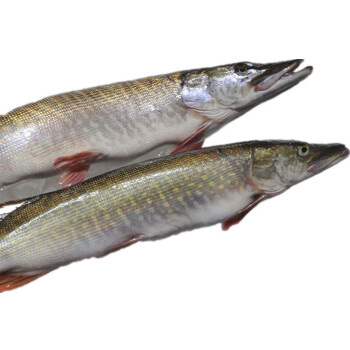 新疆冷水鱼有哪些品种图片