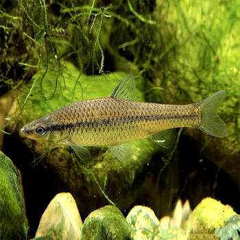 jia)鳑鲏鱼活体溪流缸除藻小型原生群游旁皮鱼好养易活淡水冷水观赏鱼