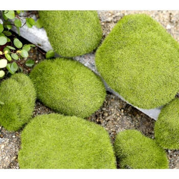 恬欣 微景观植物苔藓小白发仿真草坪苔藓水陆缸造景仿真假石头装饰