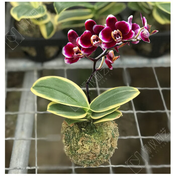 蝴蝶兰苗迷你金边兰花矮种金叶咖啡名贵盆栽花卉植物花苗兰草 黑美人