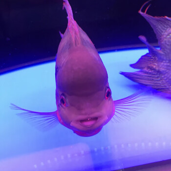 十八罗汉鱼麒麟元宝鹦鹉鱼中型发财鱼热带淡水中层鱼活体龙鱼配鱼小头10 11cm2条 图片价格品牌报价 京东