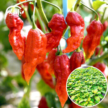 红魔鬼辣椒苗 24棵【图片 价格 品牌 报价】-京东