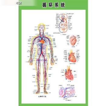 2022新款可狄kedi人體內臟解剖示意圖全身器官分佈圖醫院心臟解剖掛圖