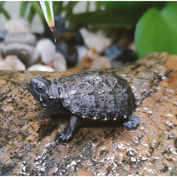 仟芸头盔龟苗蛋龟乌龟深水龟外塘观赏龟宠物龟公母活体活物 【强壮