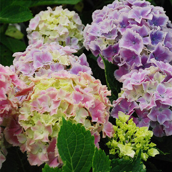 海蒂的花园 卡米拉大花绣球可调色耐阴阳台露台庭院花卉植物盆栽花苗