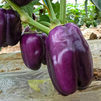 寿禾 彩椒种子灯笼椒青椒红黄紫白菜椒甜椒苗辣椒苗方椒冬季春季播种