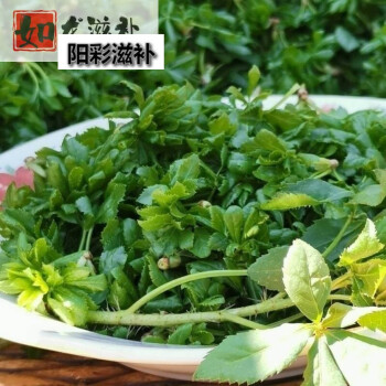 伟博伟博甘肃天水新鲜野菜五叶尖五捉天五爪子孕妇儿童适合补微量元素