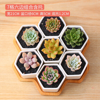 云南直发mumuhome多肉植物花盆创意肉肉简约长方形多肉花盆白瓷盆多肉陶瓷7格六边组合含托 不含植物和土 图片价格品牌报价 京东