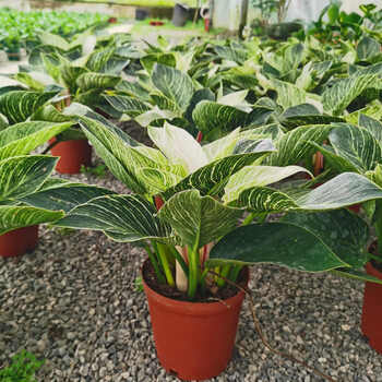 茗羽珺玥蔓绿绒铂金钻盆栽桌面耐阴网红ins 北欧风美观大方易养易活吸