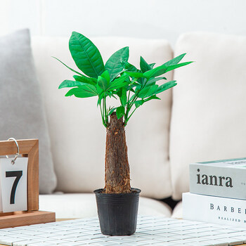 发财树盆栽植物室内客厅绿植小盆景常青办公室小盆栽花卉单杆发财树含