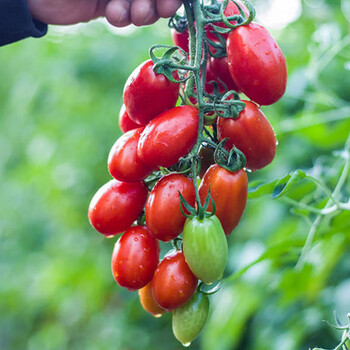 超甜金玲珑黄色圣女果苗千禧水果盆栽小圣女果秧苗种子矮生 老品种