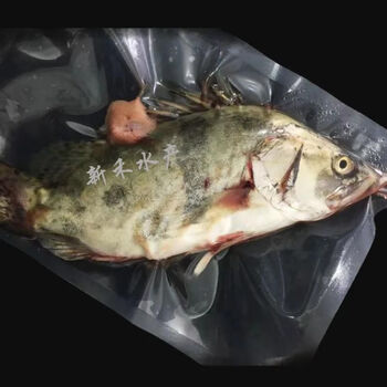 鳜鱼桂鱼桂花鱼非臭鳜鱼非臭桂鱼淡水鱼三文鱼带鱼非海鲜真空活冻