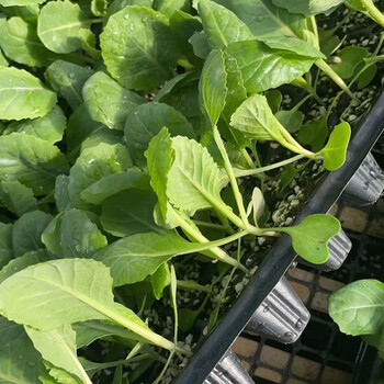 蔬菜春包结球甘蓝菜种包包菜秧苗莲花白茴子白大头菜 早熟包菜苗20颗