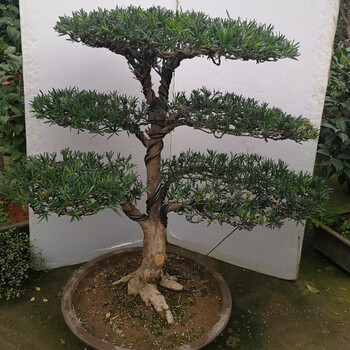 迎客松盆栽松盆景树苗榕树盆景盆景原盆原土打木架发货15年罗汉松苗