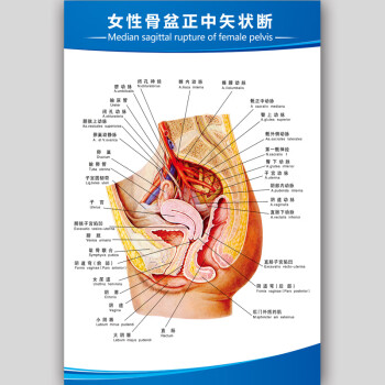 思裕人體解剖圖結構示意圖內臟器官喉部解剖圖醫院耳鼻喉解剖圖掛圖