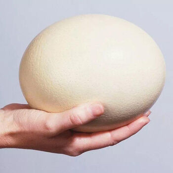 新鲜鸵鸟蛋 养殖场 大量新鲜批发 斓维品 普通快递 鸵鸟蛋单个3.1-3.