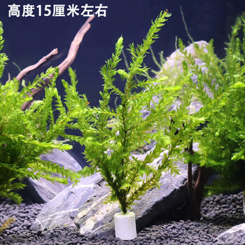 大三角莫斯水草活体摩丝真水草沉木莫丝鱼缸水族箱造景装饰网红翡翠莫斯 小颗装 1株 图片价格品牌报价 京东