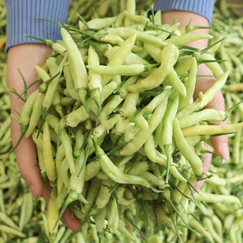 玫栀顺丰云南临沧小米辣新鲜老品种白小米辣云南特产2000g