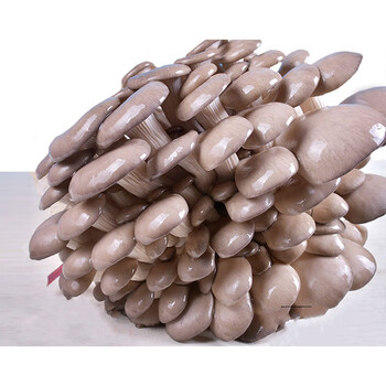 蘑菇种植包家庭蘑菇种植四季种植蘑菇盆栽蘑菇菌蘑菇菌包 秀珍菇 三