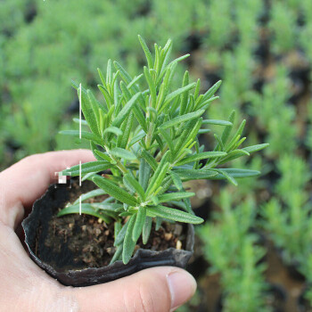 迷迭香苗香草盆栽直立匍匐闊葉迷迭香植物牛排西餐料理 m闊葉迷迭香