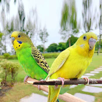 玄凤鹦鹉活鸟虎皮鹦鹉观赏鸟说话鸟小鸟活物鸟类活体家养鸟宠物鸟