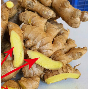 广东小黄姜韶关粤北客家竹丝姜生姜新鲜现挖高山老姜月子老姜撞奶500g