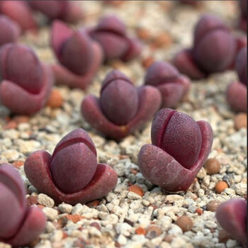 现货生石花多肉植物石生花稀有贵货迷你办公室屁股屁屁pp组合石头多肉红帝玉1 2 1 5cm三颗裸根不带土 图片价格品牌报价 京东