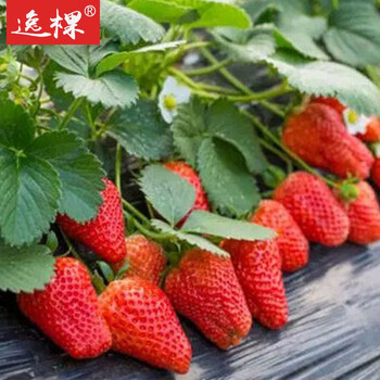 逸棵草莓苗带土发货带盆栽好种子苗草莓果树苗小盆栽易种多年生1盆 草莓 九九 白花红果 果味清甜不含盆 图片价格品牌报价 京东